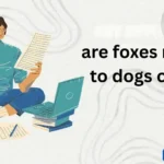 are foxes related to dogs or cats